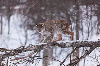 Lynx in scandinavia in a tree