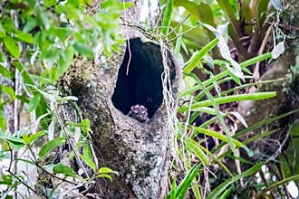 night monkeys (Aotus lemurinus) squeeze themselves into a hollow in a tree trunk .