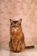 Somali cat portrait