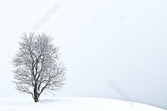 Winter tree