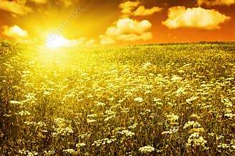 Green field with blooming flowers and red sky