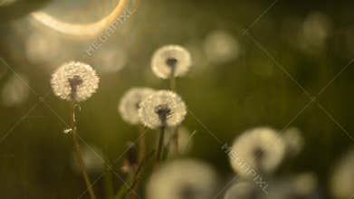 Dandelion seeds fly