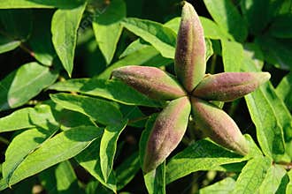 Peony fruit