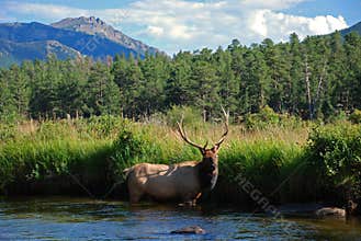 Elk in a Mountain Stream