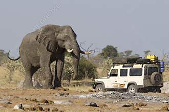Elephant safari
