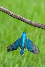 Common kingfisher (Alcedo atthis) while fishing