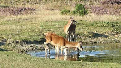 Doe Family Entering a Pond