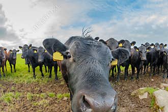 Cows sniffing each other