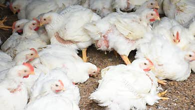 Chicken or Broiler chicken in evap poration farming.