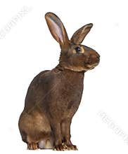 Side view of Belgian Hare