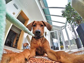 Dogs view while playing with a toy