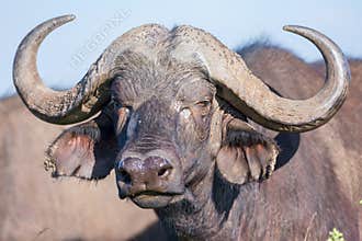 African (Cape) Buffalo Head Portrait
