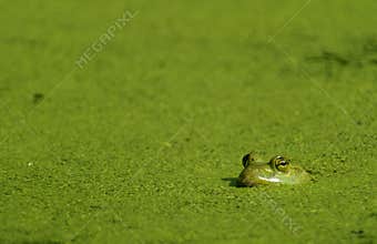 Bullfrog & Algae