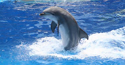 Dolphin