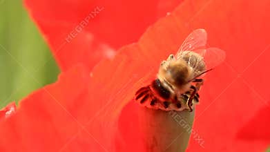 Bee on poppy box, closeup