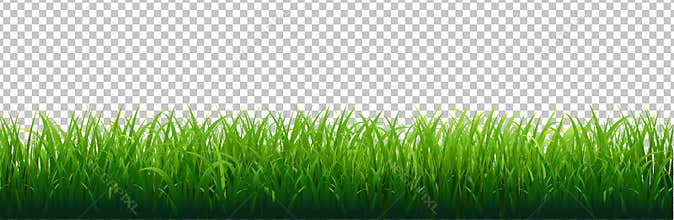 Green Grass Border Transparent Background