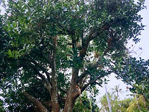 Jackfruit Artocarpus Heterophyllus Tree In The Plant Fields At Banjar Kuwum