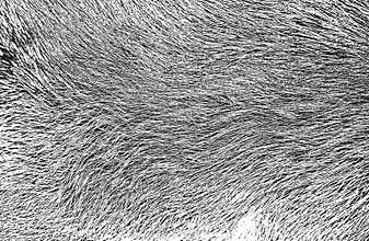 Distressed overlay texture of natural fur, grunge vector background