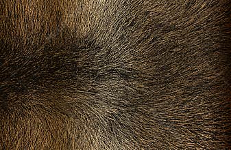 Distressed overlay texture of golden natural fur, grunge vector background