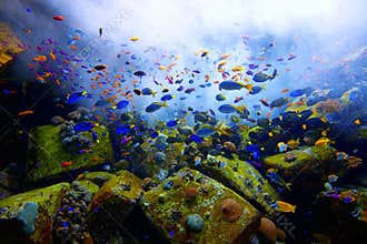 Aquarium