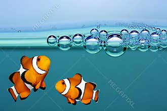 Tropical reef fish - Clownfish.