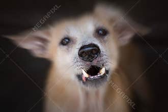 Very angry bad dog in dark background