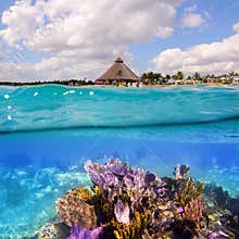 Coral reef in Mayan Riviera Cancun Mexico