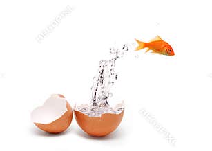 Fish and egg