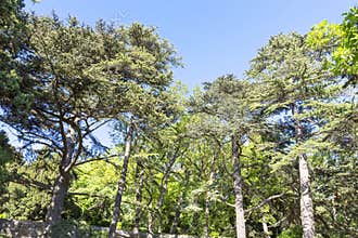 Several cedars in the park