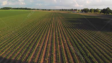 Aerial view of farmlands with potato fields. American farming.