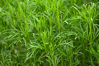 Coreopsis leaf green botanical background