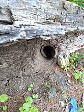 Down the Critter Hole