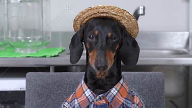 Cute black and tan dachshund wearing checkered farmer shirt and straw hat chews something tasty, with pleased face