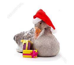 Goose with Christmas hat with gifts