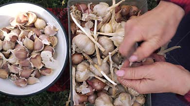 Female hands peeling garlic. Preparing the garlic for planting. Seed processing before planting