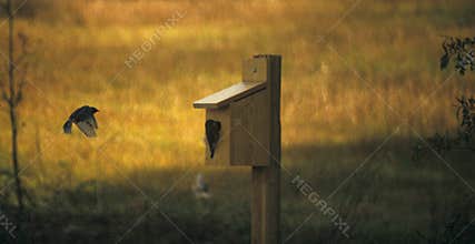 Bluebird in flight