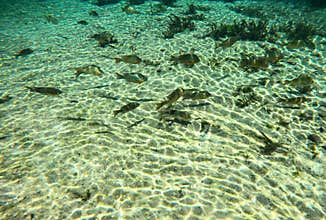 A school of sunfish and bass fish in Rainbow River