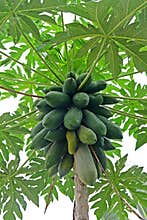 Papayas