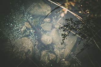 Trout in Natural Habitat
