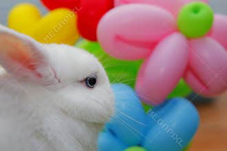 Image of rabbit balloon background
