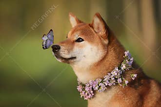 Shiba with a butterfly on his nose