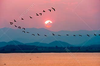 Birds flying over lake during sunset