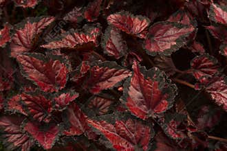 Begonia Rex-hybrid, Begonia Rex Cultorum.