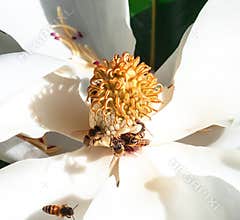 Honey bees pollinating a magnolia flower