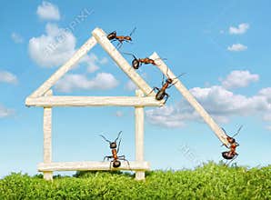 Team of ants work constructing house, teamwork