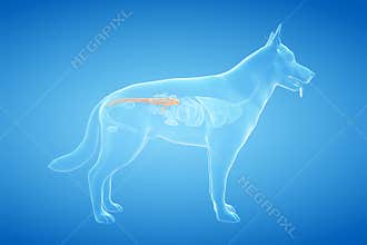 The canine colon