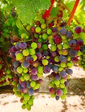 Purple and Green Wine Grapes, California