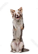 Dog on a white background. Happy marble border collie posing. Isolate.