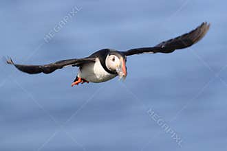 puffin flying & x28;fratercula arctica& x29; iceland