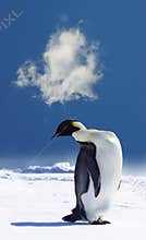 Penguin In Antarctica